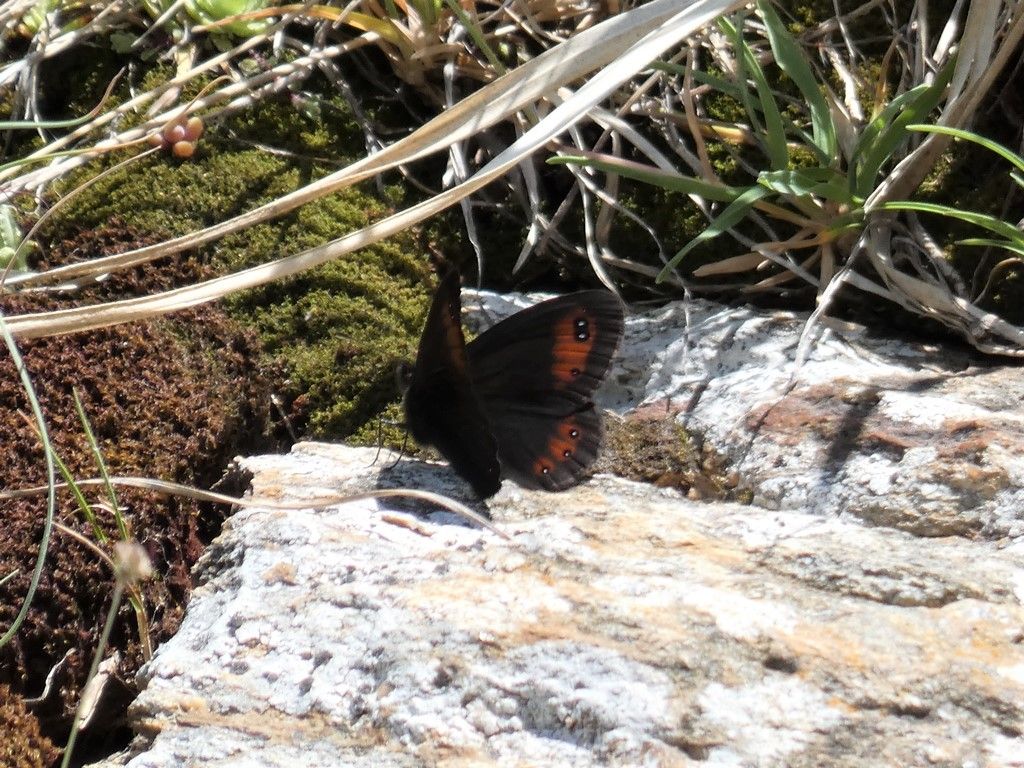 Erebia meolans (Nymphalidae Satyrinae)